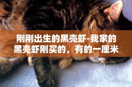 剛剛出生的黑殼蝦-我家的黑殼蝦剛買的，有的一厘米，有的半厘米，什么時候能開始繁殖啊？