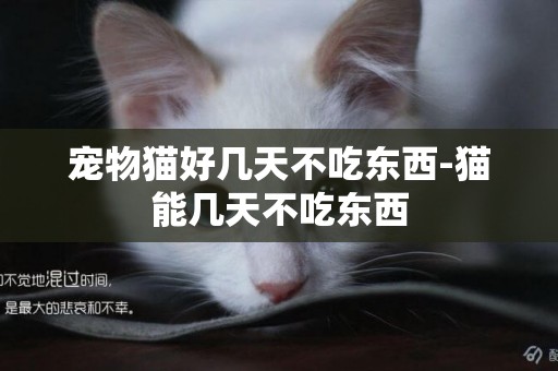 寵物貓好幾天不吃東西-貓能幾天不吃東西