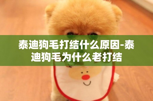 泰迪狗毛打結什么原因-泰迪狗毛為什么老打結