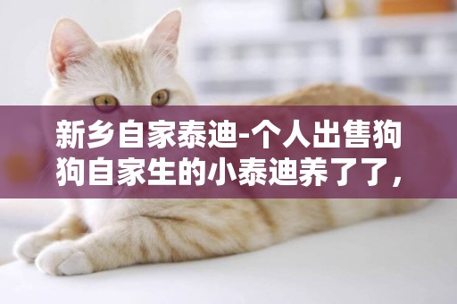 新鄉自家泰迪-個人出售狗狗自家生的小泰迪養了了，想出讓