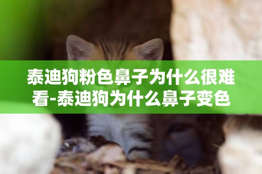 泰迪狗粉色鼻子為什么很難看-泰迪狗為什么鼻子變色
