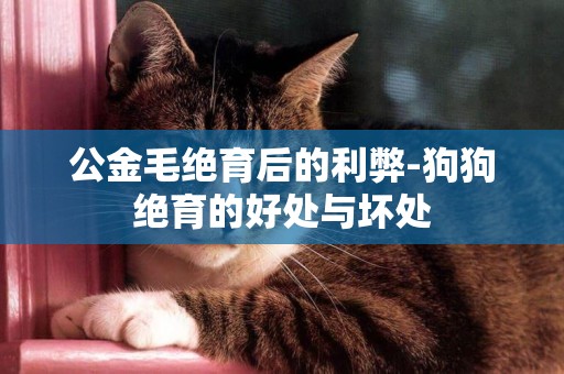 公金毛絕育后的利弊-狗狗絕育的好處與壞處