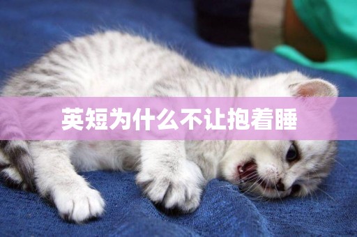 英短為什么不讓抱著睡