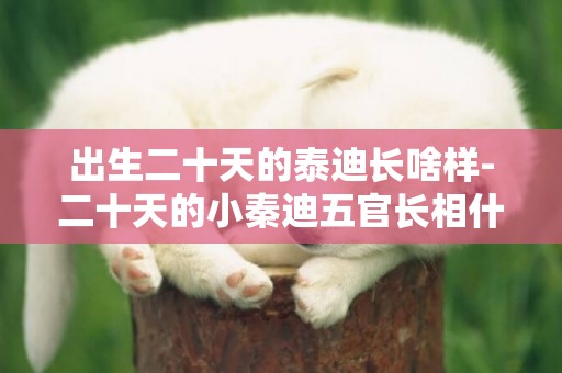 出生二十天的泰迪長啥樣-二十天的小秦迪五官長相什么樣二十天的小泰迪長相特征