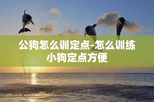 公狗怎么訓定點-怎么訓練小狗定點方便