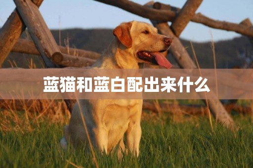 藍貓和藍白配出來什么