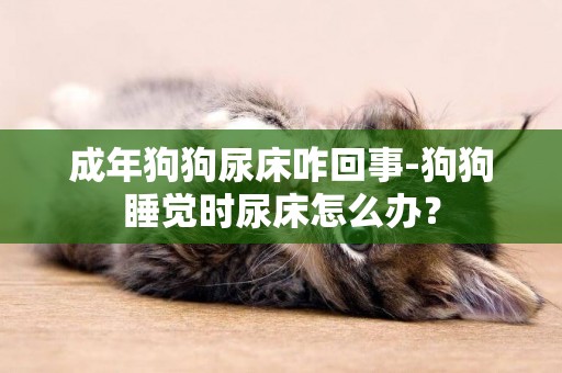 成年狗狗尿床咋回事-狗狗睡覺時尿床怎么辦？