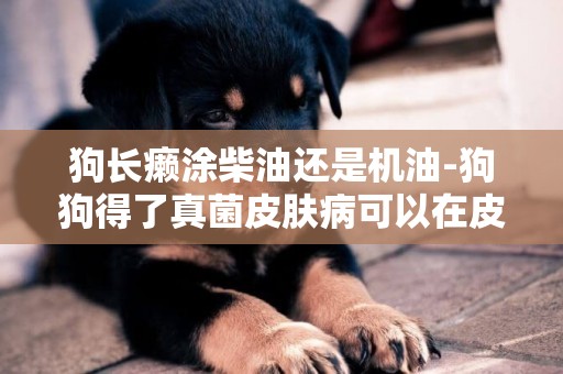 狗長癩涂柴油還是機油-狗狗得了真菌皮膚病可以在皮上擦柴油和機油？
