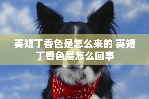 英短丁香色是怎么來的 英短丁香色是怎么回事