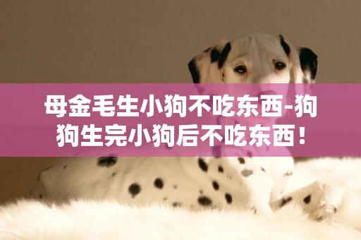 母金毛生小狗不吃東西-狗狗生完小狗后不吃東西！