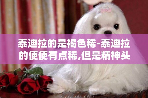 泰迪拉的是褐色稀-泰迪拉的便便有點稀,但是精神頭還可以