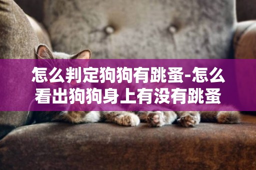 怎么判定狗狗有跳蚤-怎么看出狗狗身上有沒有跳蚤