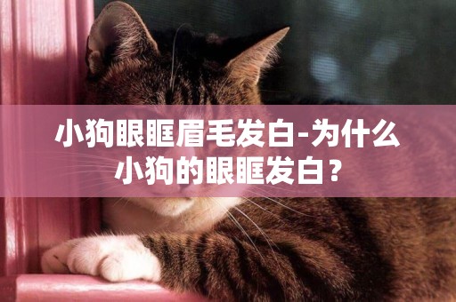 小狗眼眶眉毛發白-為什么小狗的眼眶發白？