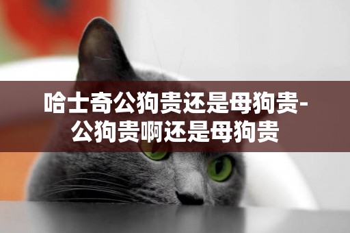 哈士奇公狗貴還是母狗貴-公狗貴啊還是母狗貴