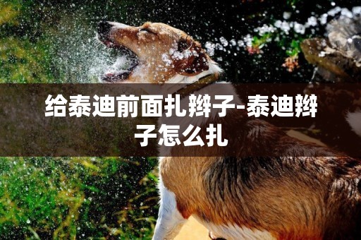 給泰迪前面扎辮子-泰迪辮子怎么扎