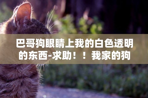 巴哥狗眼睛上我的白色透明的東西-求助！！我家的狗狗眼睛上有層白膜