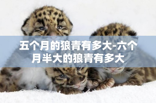 五個月的狼青有多大-六個月半大的狼青有多大