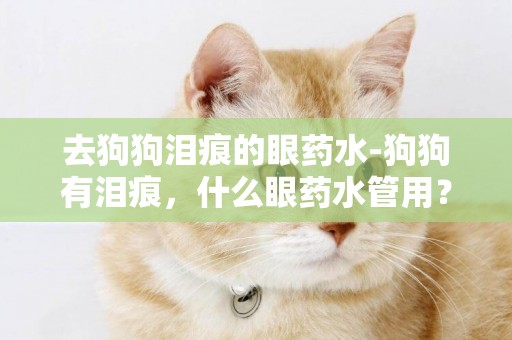 去狗狗淚痕的眼藥水-狗狗有淚痕，什么眼藥水管用？