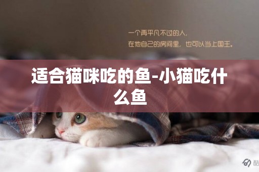 適合貓咪吃的魚-小貓吃什么魚