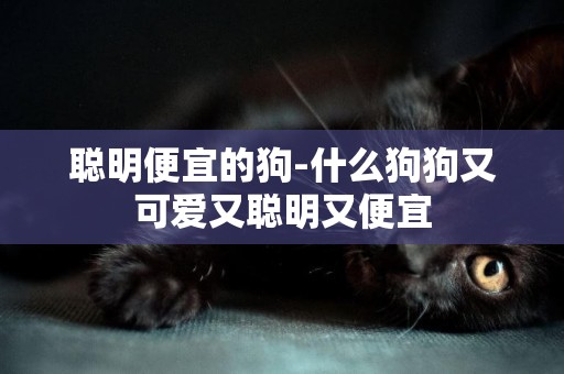 聰明便宜的狗-什么狗狗又可愛又聰明又便宜