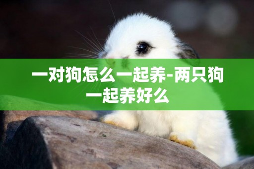 一對狗怎么一起養-兩只狗一起養好么