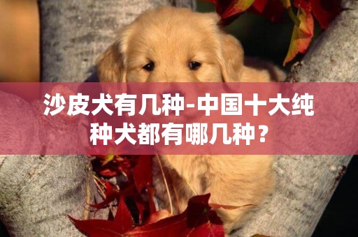 沙皮犬有幾種-中國十大純種犬都有哪幾種？