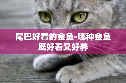 尾巴好看的金魚-哪種金魚既好看又好養