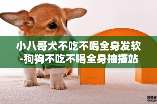 小八哥犬不吃不喝全身發軟-狗狗不吃不喝全身抽搐站不起來了都三天了