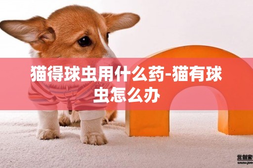 貓得球蟲用什么藥-貓有球蟲怎么辦