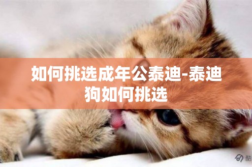 如何挑選成年公泰迪-泰迪狗如何挑選