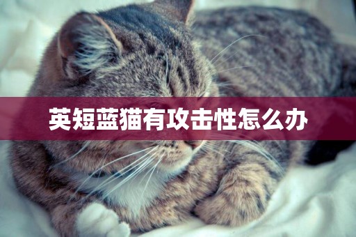 英短藍貓有攻擊性怎么辦