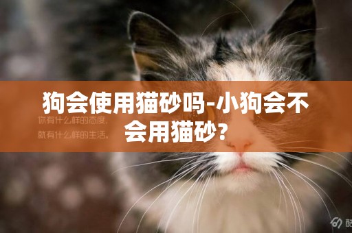 狗會使用貓砂嗎-小狗會不會用貓砂?