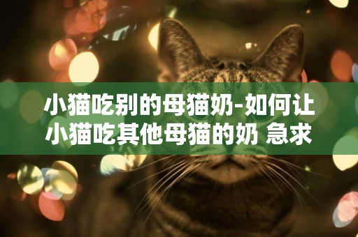 小貓吃別的母貓奶-如何讓小貓吃其他母貓的奶 急求