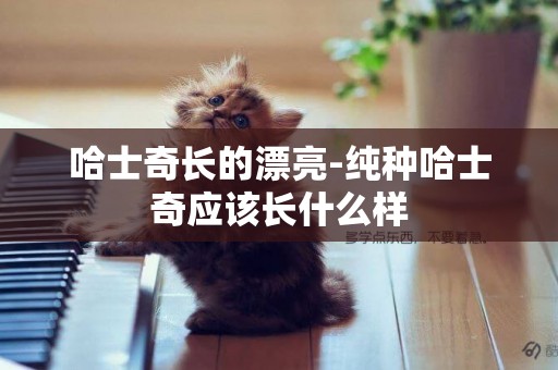 哈士奇長的漂亮-純種哈士奇應該長什么樣