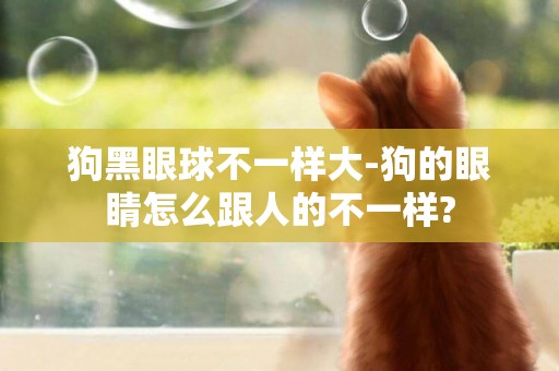 狗黑眼球不一樣大-狗的眼睛怎么跟人的不一樣?