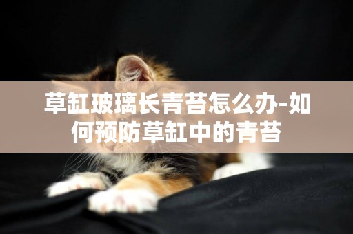 草缸玻璃長青苔怎么辦-如何預防草缸中的青苔