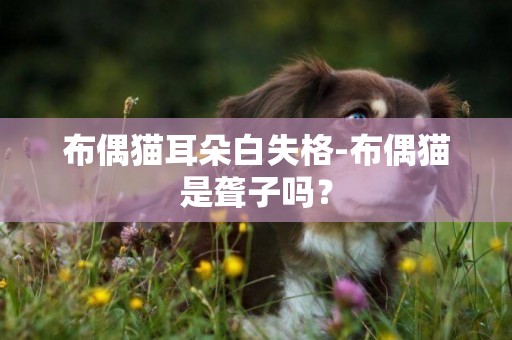 布偶貓耳朵白失格-布偶貓是聾子嗎？