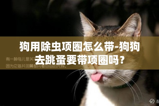 狗用除蟲項圈怎么帶-狗狗去跳蚤要帶項圈嗎？