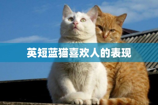 英短藍貓喜歡人的表現