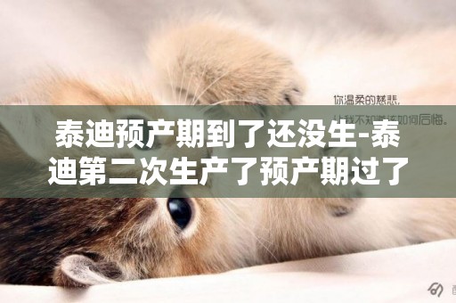 泰迪預產期到了還沒生-泰迪第二次生產了預產期過了怎么辦