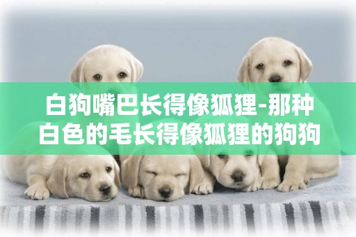 白狗嘴巴長得像狐貍-那種白色的毛長得像狐貍的狗狗叫什么名啊？