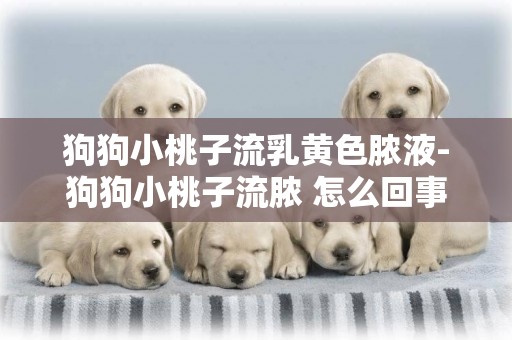 狗狗小桃子流乳黃色膿液-狗狗小桃子流膿 怎么回事