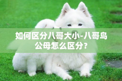如何區分八哥大小-八哥鳥公母怎么區分？