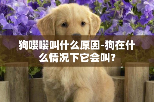 狗嚶嚶叫什么原因-狗在什么情況下它會叫？