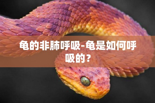 龜的非肺呼吸-龜是如何呼吸的？