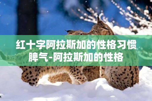 紅十字阿拉斯加的性格習慣脾氣-阿拉斯加的性格