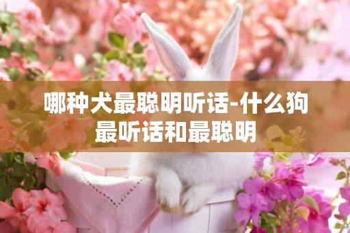 哪種犬最聰明聽話-什么狗最聽話和最聰明