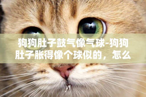 狗狗肚子鼓氣像氣球-狗狗肚子脹得像個球似的，怎么辦啊