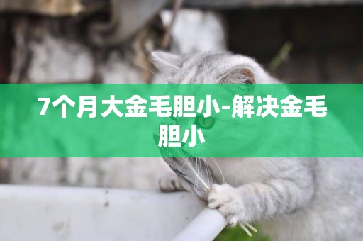 7個月大金毛膽小-解決金毛膽小
