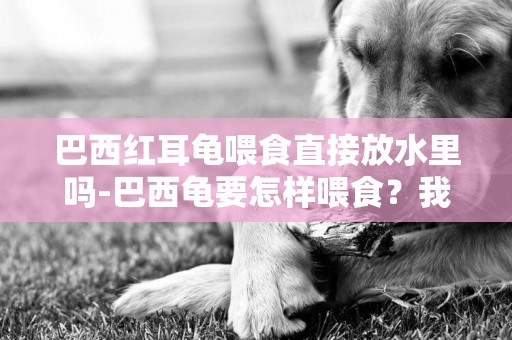 巴西紅耳龜喂食直接放水里嗎-巴西龜要怎樣喂食？我就把生肉放在水里、它好像不怎么吃…